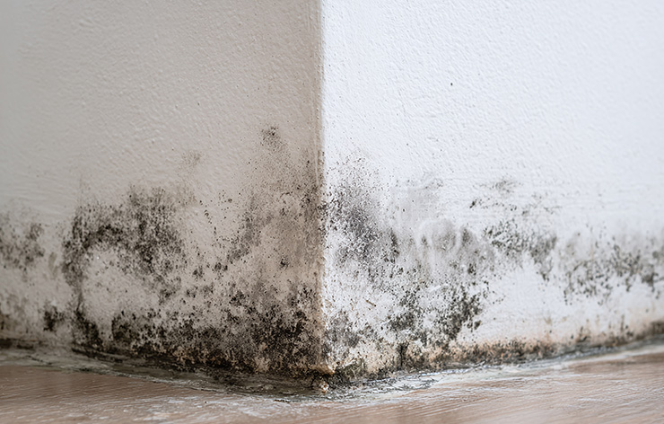 Mold Remediation & Removal
